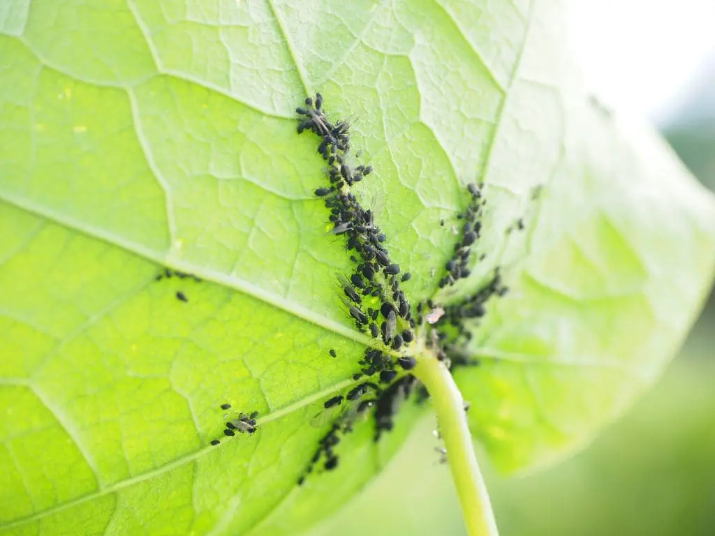 Are Lice Nits Contagious?