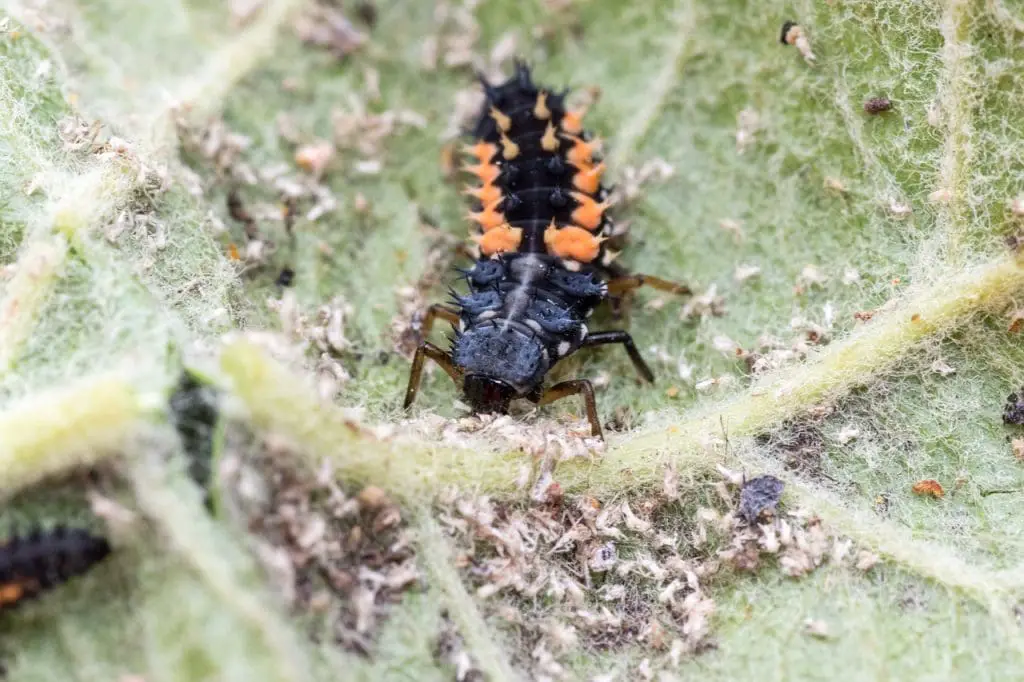 Choosing The Best Lice Treatment For Severe Infestations