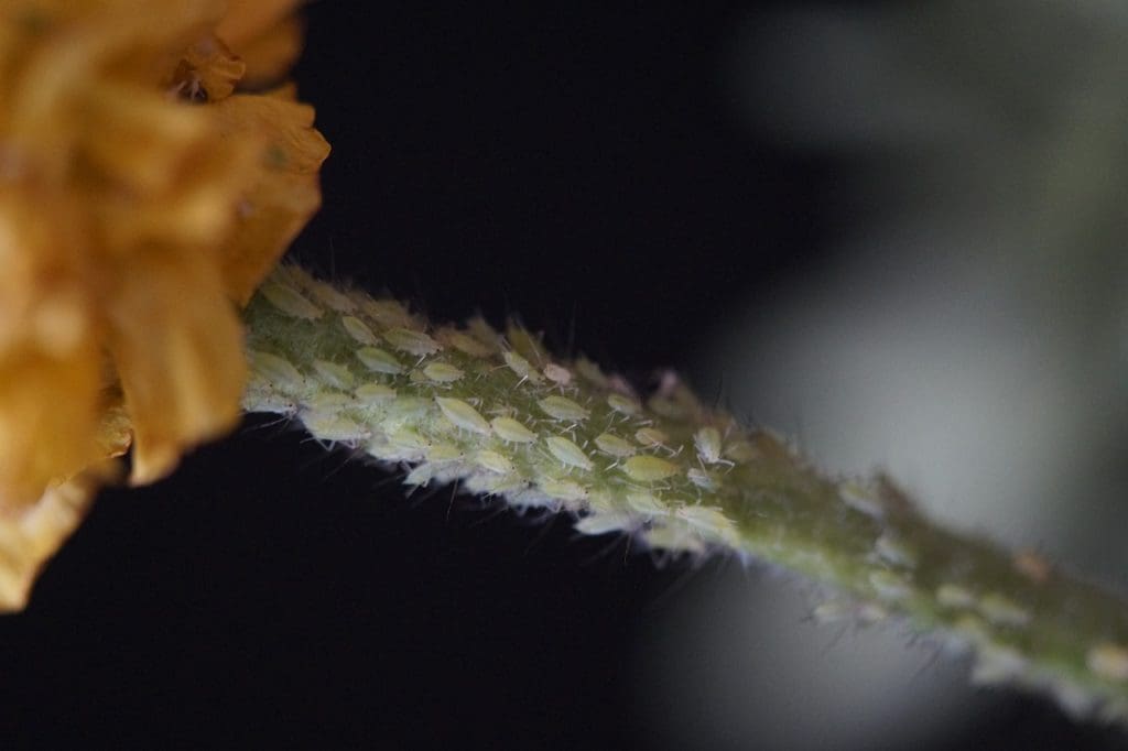 DIY Lice Prevention Sprays For The Home