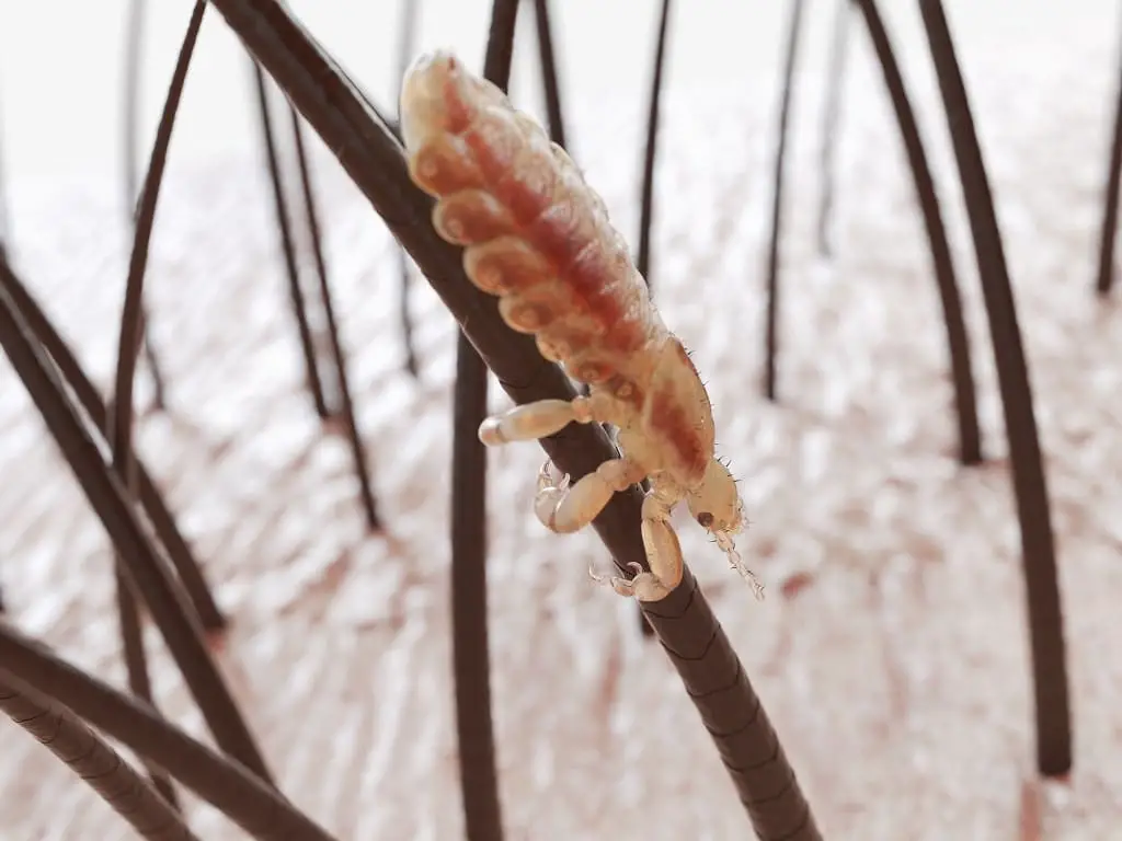 How Do Lice Myths Affect Lice Prevention?