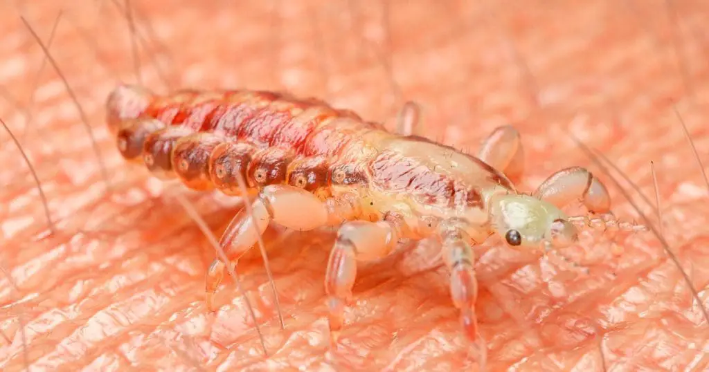 How Do Lice Myths Affect Lice Prevention?