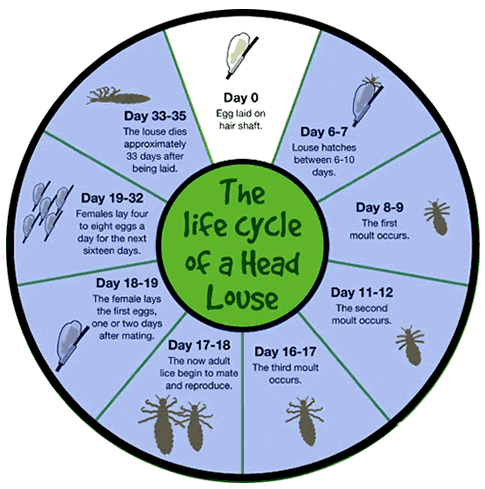 How Do Lice Myths Affect Lice Prevention?
