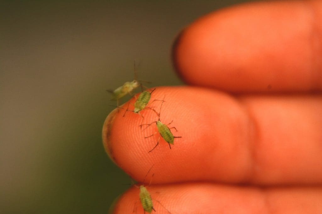 How To Avoid Lice Nits Re-infestation