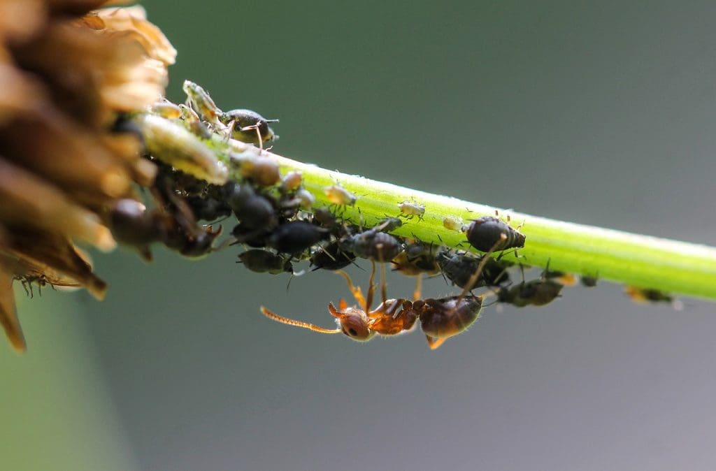 How To Prevent Lice Infestation In Children