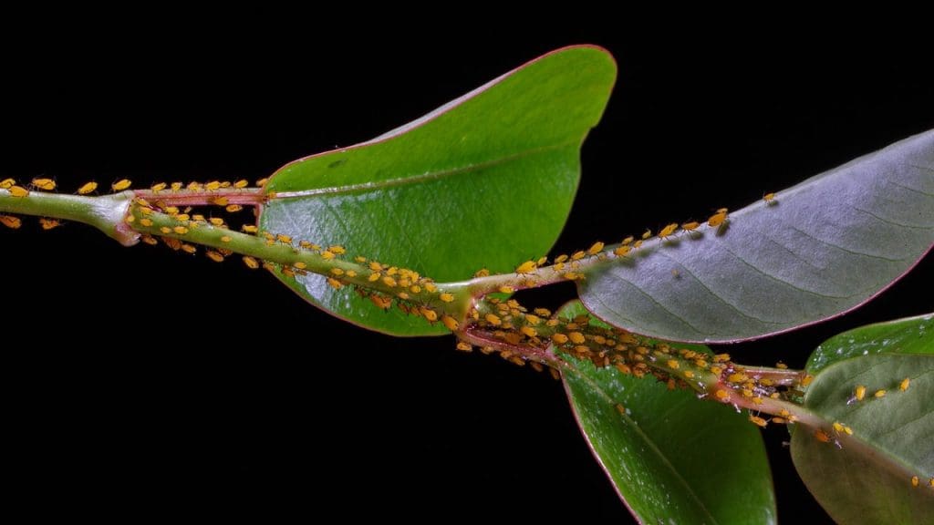 Identifying Lice Nits Using Natural Methods