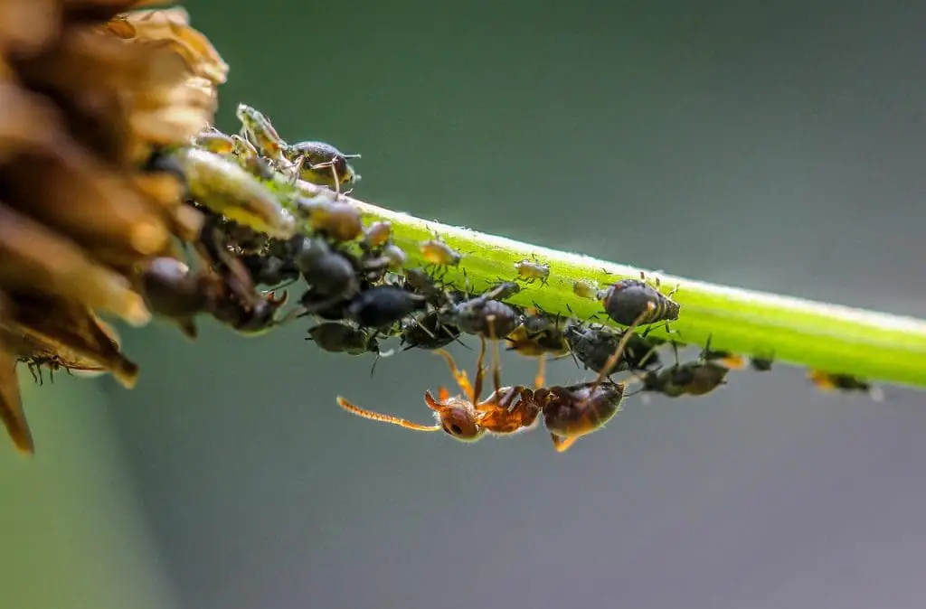 Lice Nits: A Guide To Spotting Them Quickly
