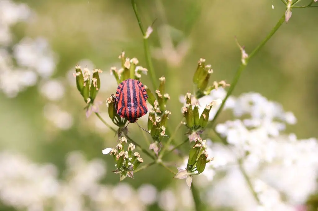 Lice Nits: Identification Tips For Beginners