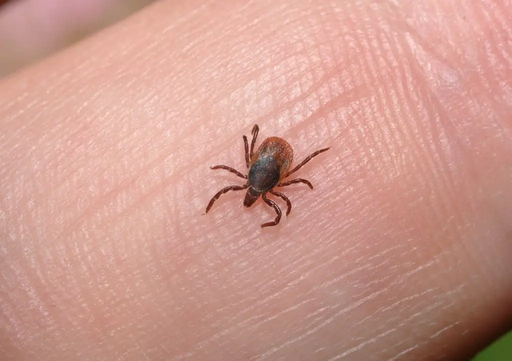 Myths Vs. Facts: What You Need To Know About Lice Nits