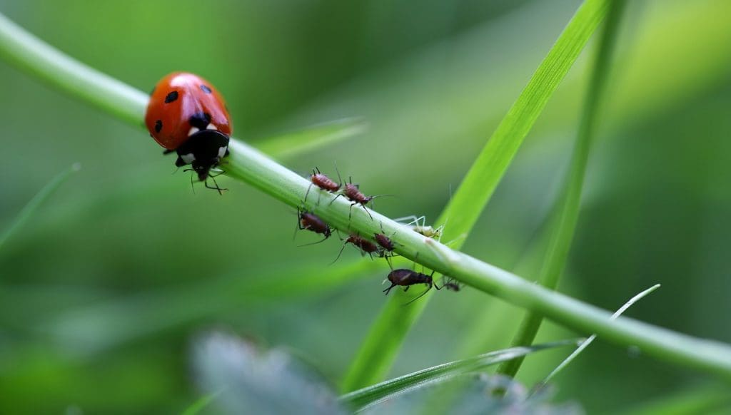 Quick Home Remedies For Lice Nits In Children