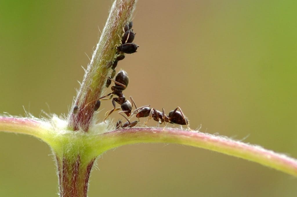 Top Ways To Use Vinegar As A Natural Lice Treatment