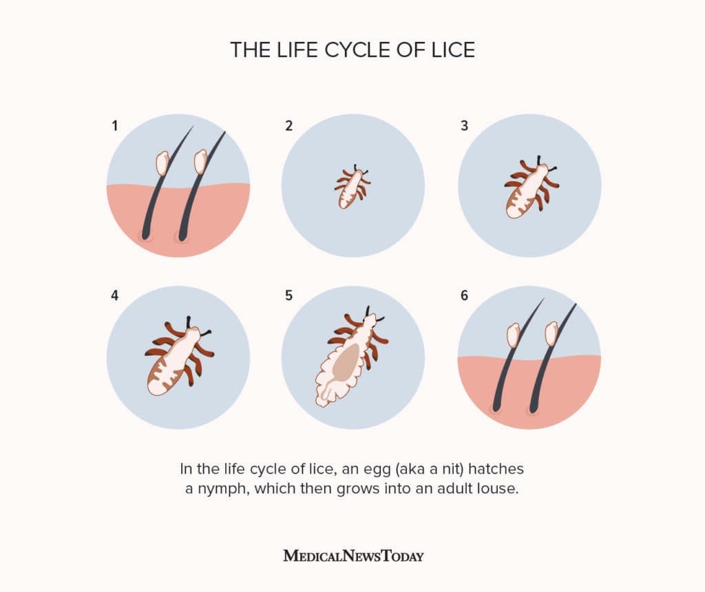 Understanding Lice Nits And Their Appearance