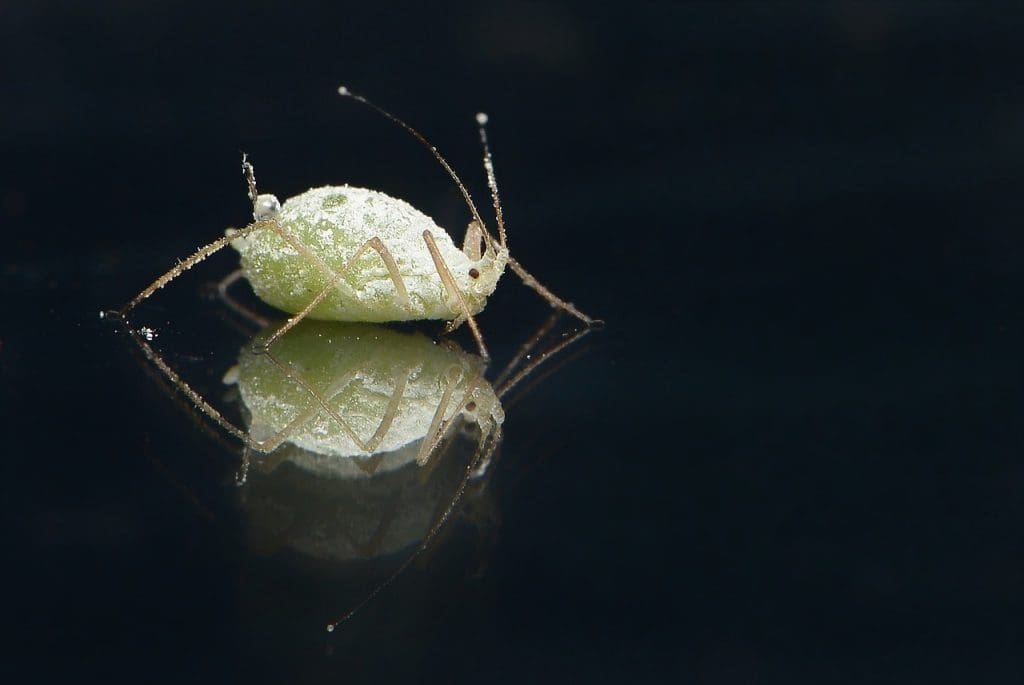What You Need To Know About Lice Prevention In The Classroom