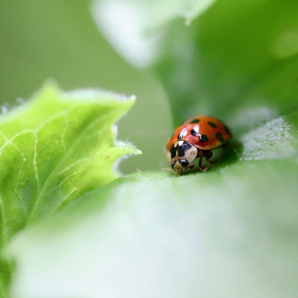 What You Need To Know About Lice Prevention In The Classroom