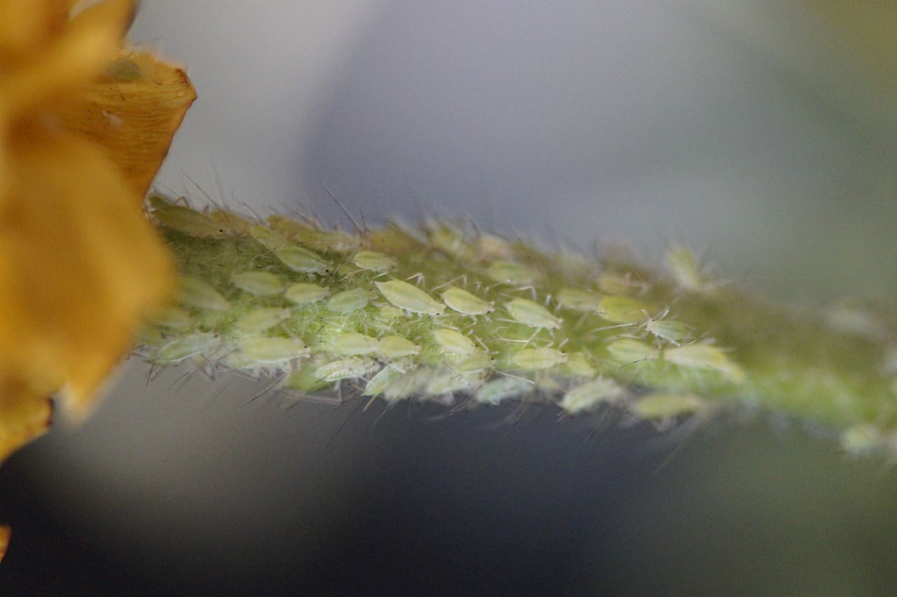 Best Ways To Distinguish Lice Nits From Other Scalp Issues