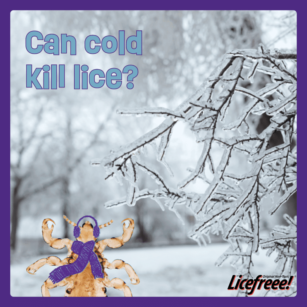 Can Lice Nits Survive In Extreme Temperatures?