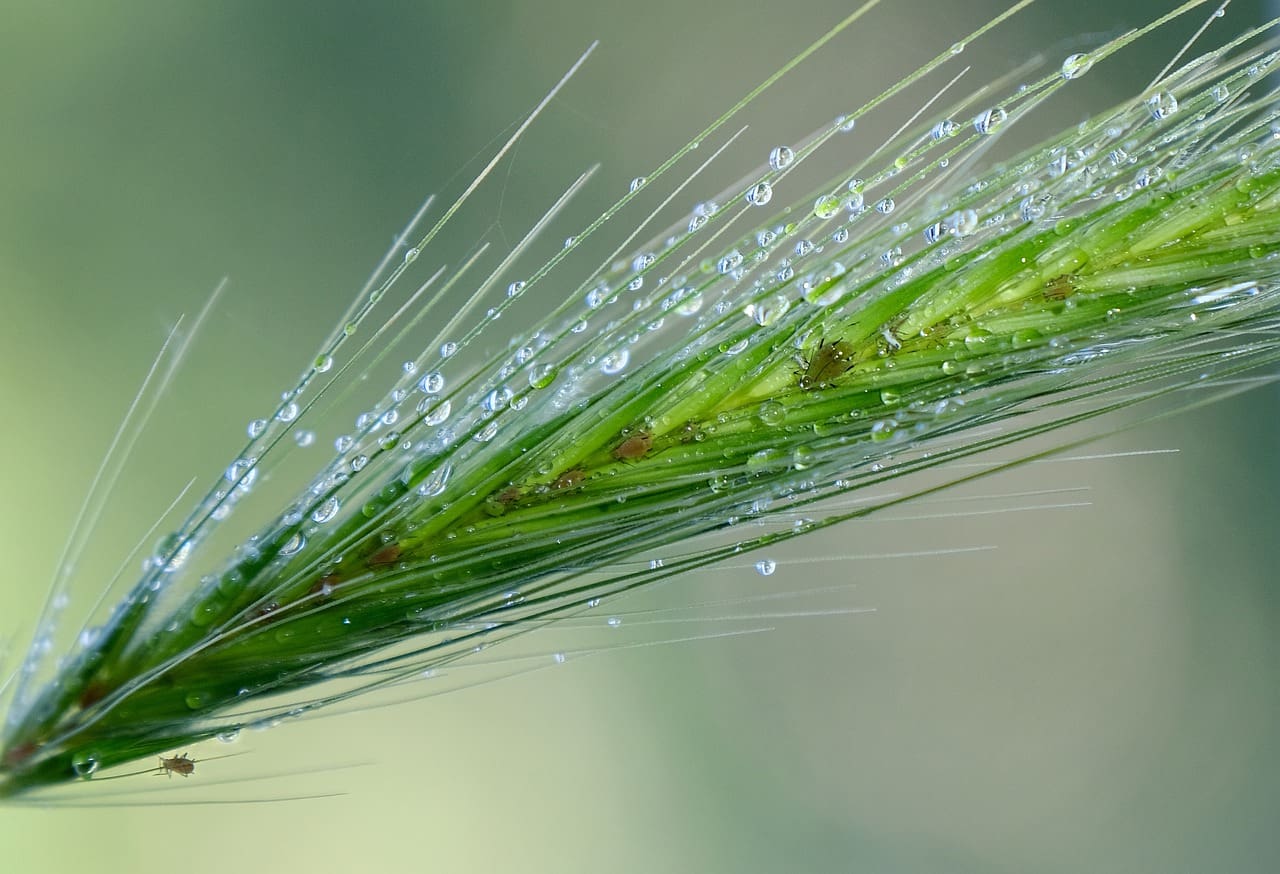 Effective Techniques For Identifying Lice Nits In Pets