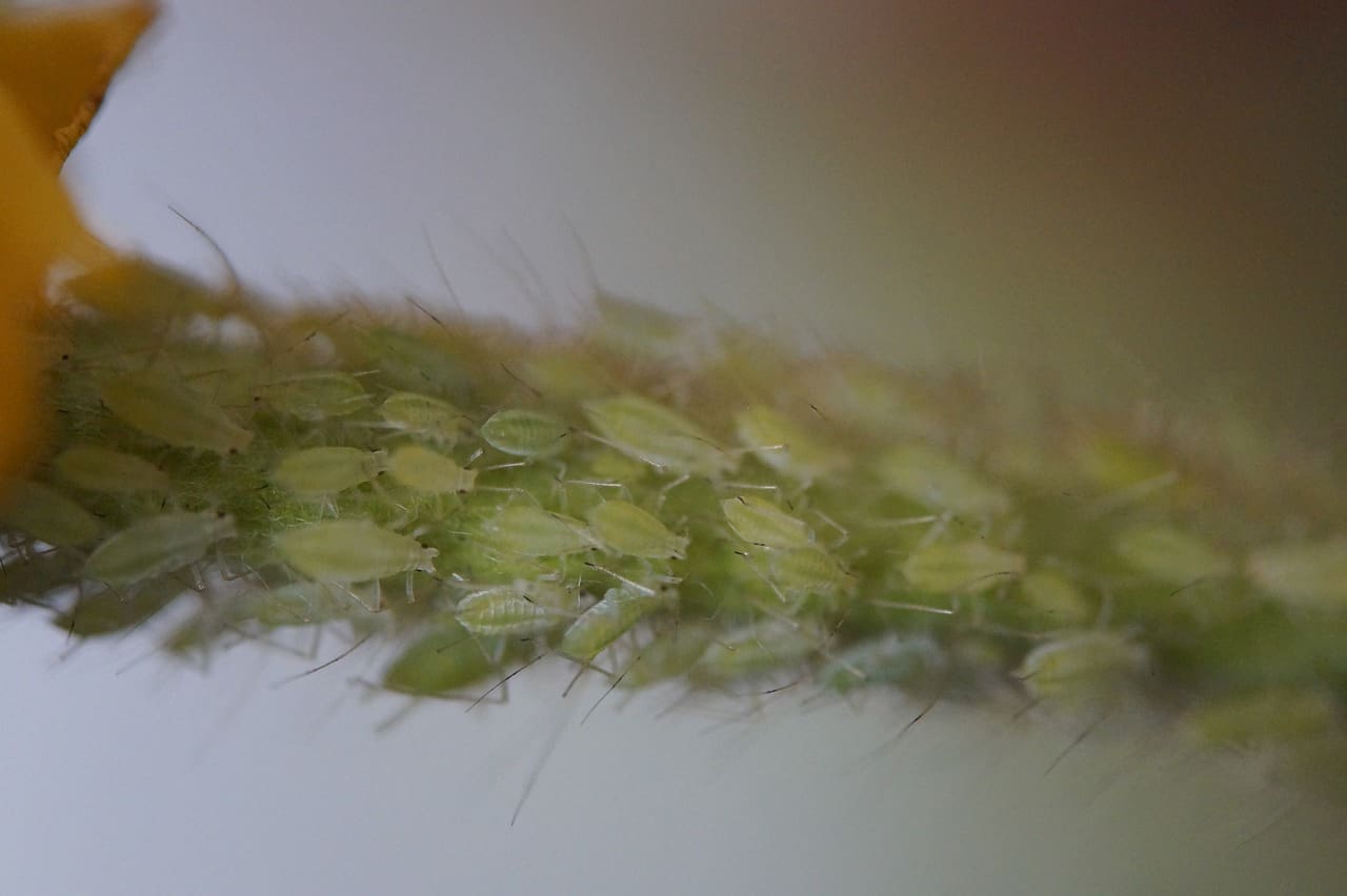 Most Effective Tools For Lice Identification