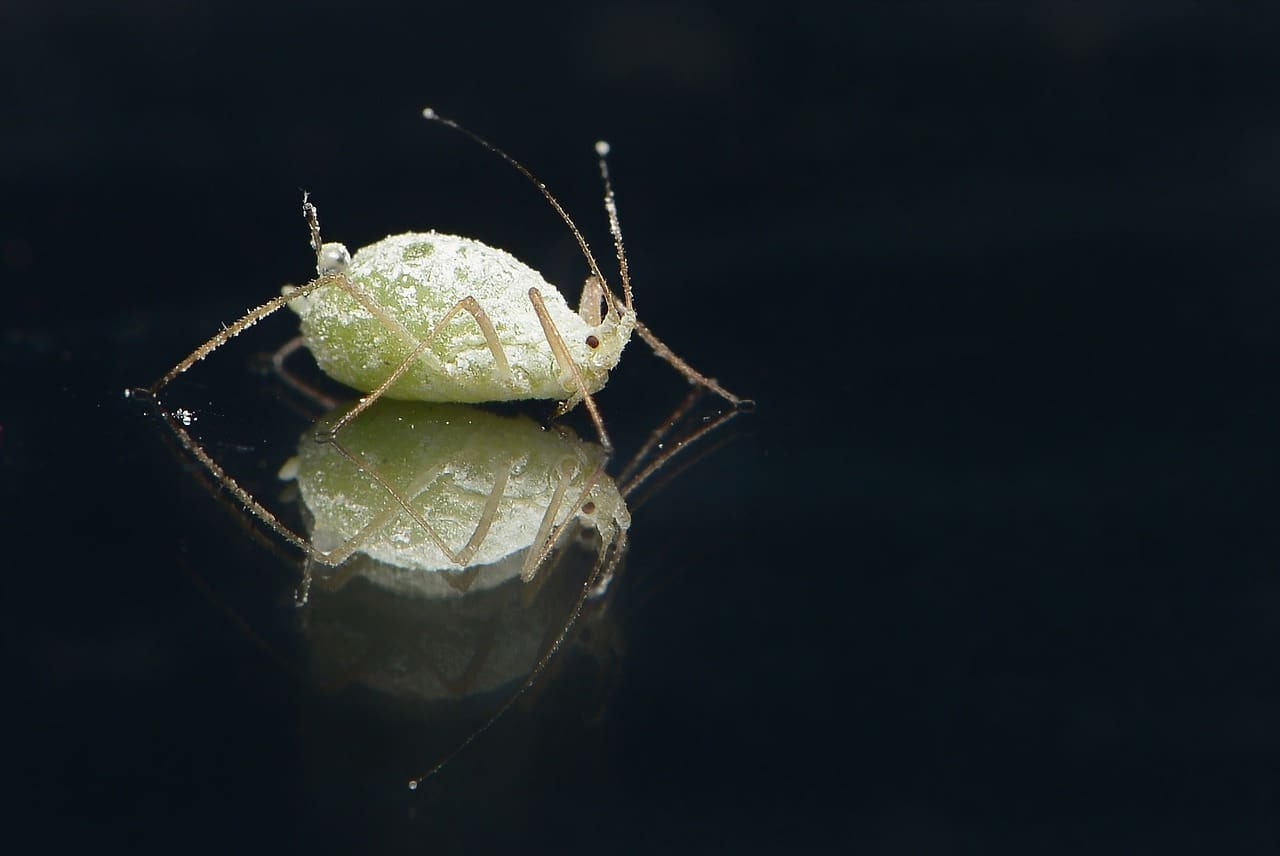 Preventing Lice Infestations In Medical Facilities