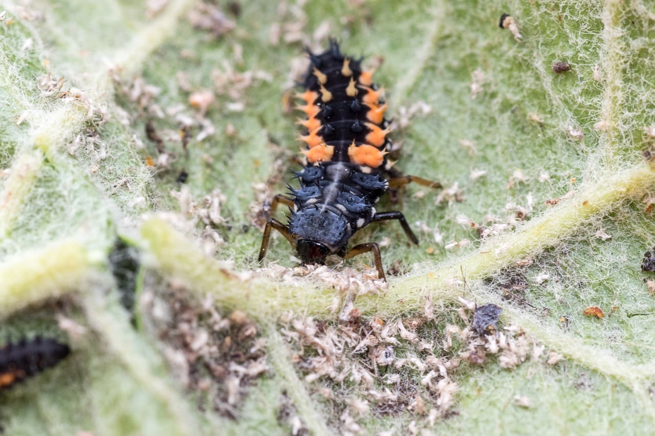 What Are The Best Methods To Remove Lice Nits From Hair?