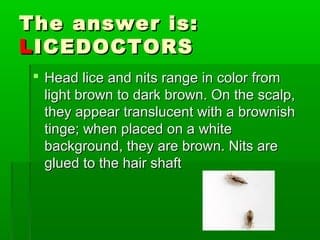 Expert Advice On Preventing Lice Nits In Group Foster Homes