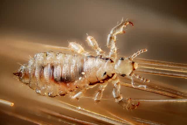Finding Joy Amidst The Lice Nits Battle