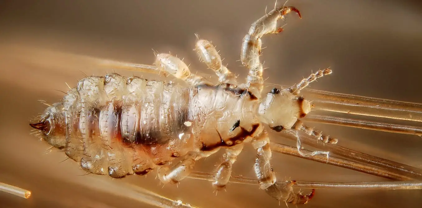 How Do Lice Nits Adapt To Different Climates And Environments?