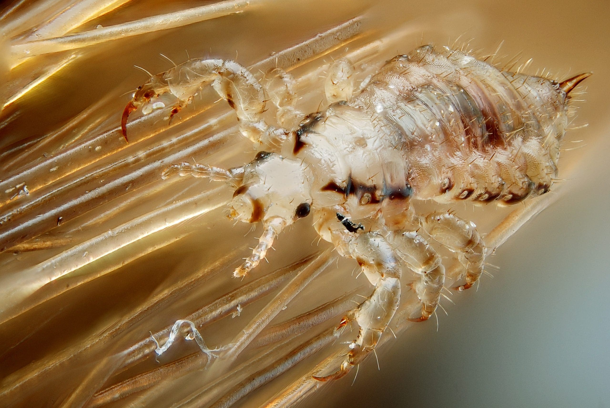 How Do Lice Nits Adapt To Different Climates And Environments?