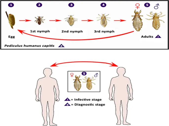 How Do Lice Nits Adapt To Different Climates And Environments?
