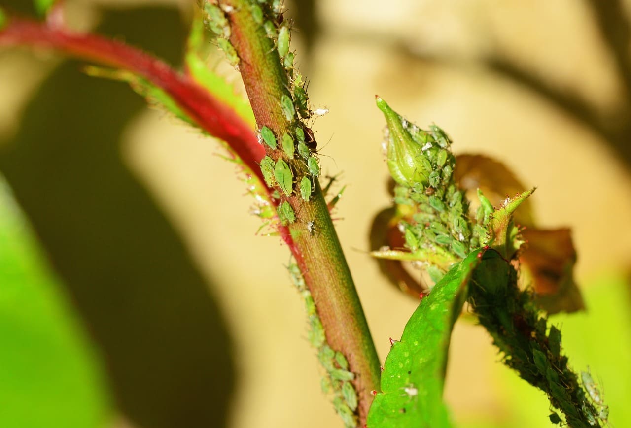 Myths Vs. Facts: Can Lice Nits Be Transmitted Through Swimming Pools?