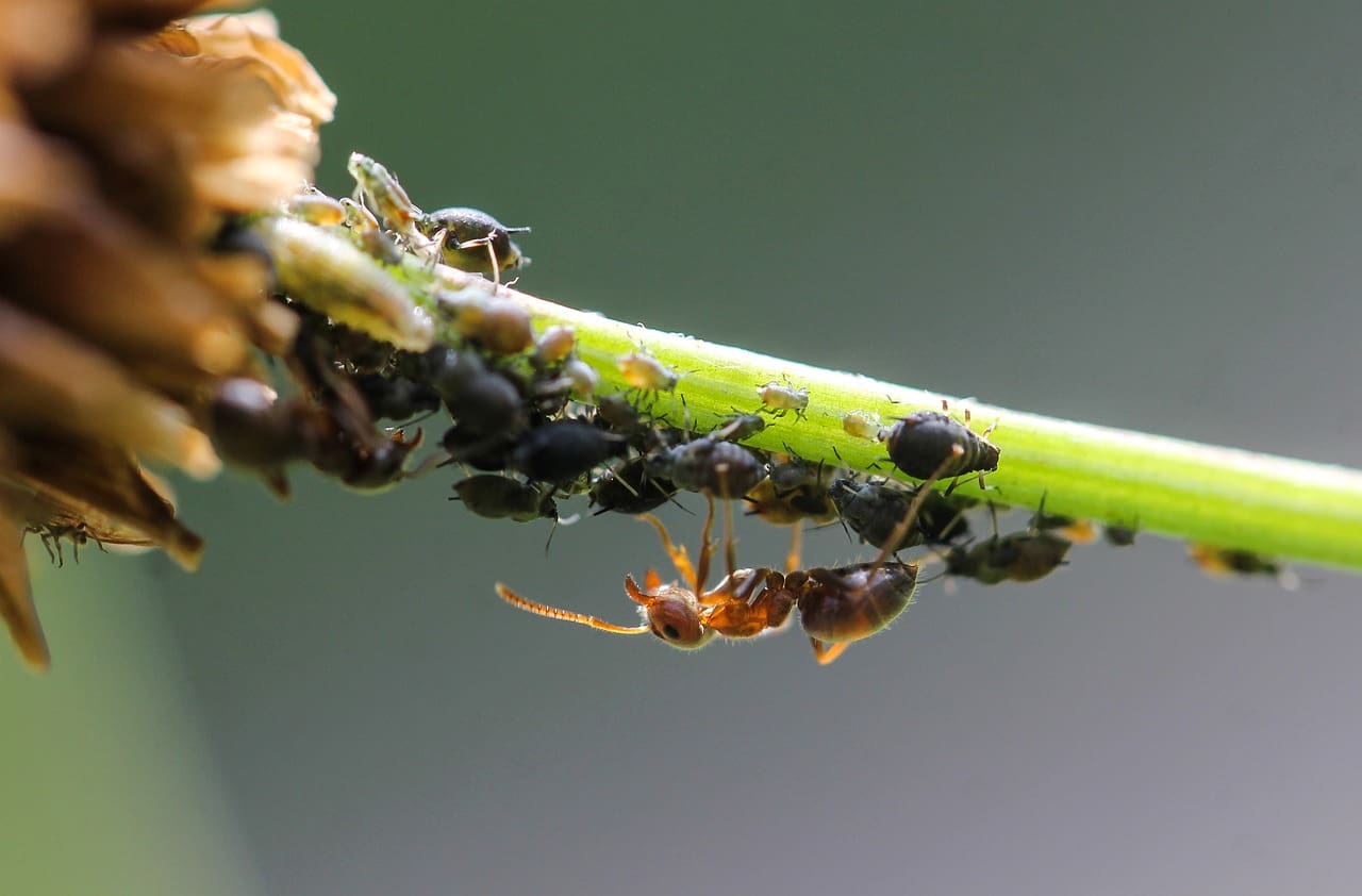 Myths Vs. Facts: Can Lice Nits Be Transmitted Through Swimming Pools?