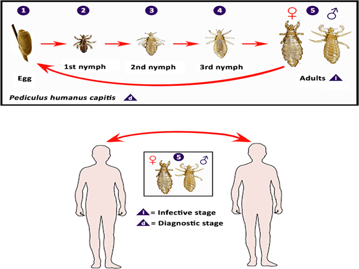 Preventing Lice Nits In Global Health Partnerships