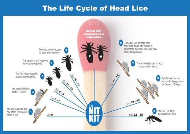 Shifting Energies During Lice Nits Treatment