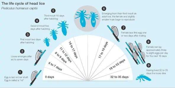 Living With Lice Nits: My Daily Routine