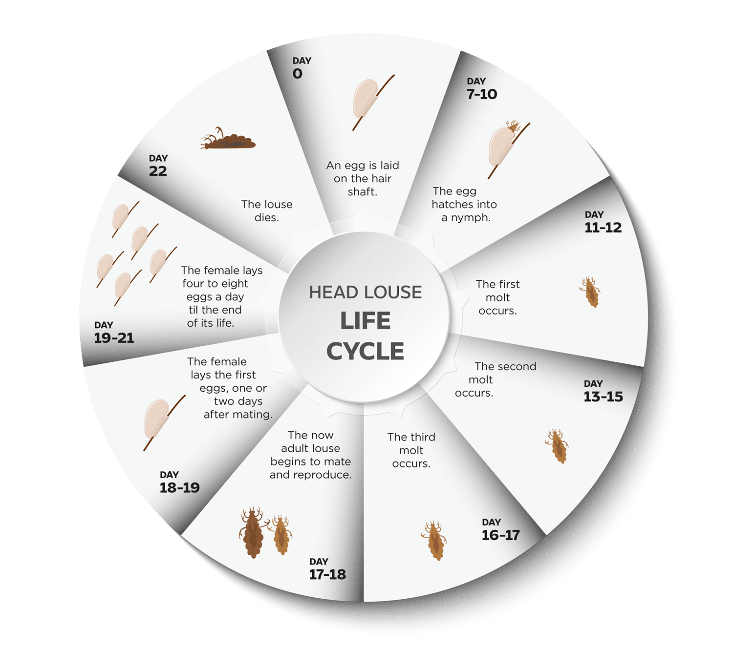 Living With Lice Nits: My Daily Routine
