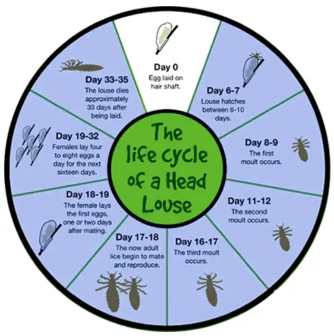 Living With Lice Nits: My Daily Routine